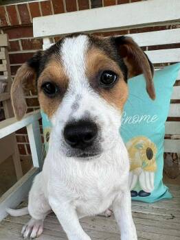 Mixed Breed Dogs Available for Adoption in Groveland, Massachusetts - Stella | PetCurious