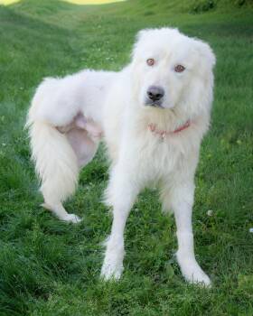 Benson -  Great Pyrenees Dog for Adoption in Nashville, Tennessee - Benson | PetCurious