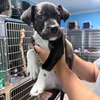 Tito -  Pit Bull Terrier and Rottweiler Dog for Adoption in Newport, North Carolina - Tito | PetCurious