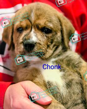 CHONK -  Rottweiler and American Staffordshire Terrier Dog for Adoption in Chapel Hill, North Carolina - CHONK | PetCurious