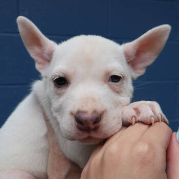 Rescue Mixed Breed Dogs for Adoption in Decatur, Georgia - Ophelia | PetCurious