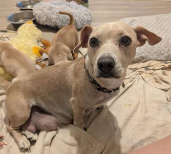 Annette -  Chihuahua and Dachshund Dog for Adoption in Lakeland, Florida - Annette | PetCurious