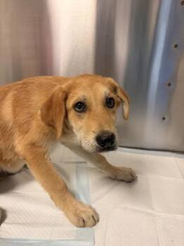 Baxter -  Mixed Breed Dog for Adoption in Fresno, California - Baxter | PetCurious