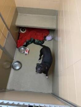 Meatball -  Pit Bull Terrier and Mixed Breed Dog for Adoption in Longmont, Colorado - Meatball | PetCurious