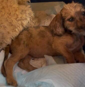 Peanut -  Dachshund and Chihuahua Dog for Adoption in Gainesville, Virginia - Peanut | PetCurious