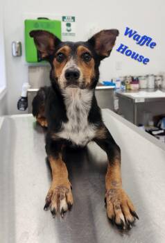 Waffle House -  Australian Cattle Dog Blue Heeler and Beagle Dog for Adoption in Cambridge, Maryland - Waffle House | PetCurious