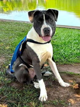 Rescue Mixed Breed Dogs for Adoption in Shelburne, Vermont - Kenny | PetCurious