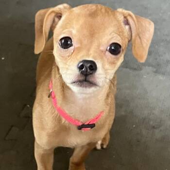 Chihuahua Dogs Available for Adoption in Citrus Heights, California - Autum | PetCurious