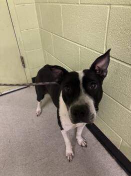 Pit Bull Terrier Dogs Available for Adoption - HONYBUN | PetCurious