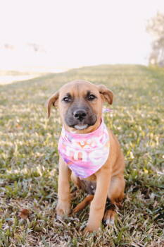 Rescue Boxer and American Staffordshire Terrier Dogs for Adoption - Carmel *Arriving 12/6* | PetCurious