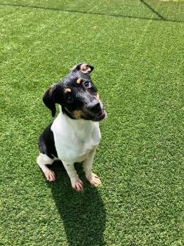 Ken -  Mixed Breed Dog Available for Adoption in Jackson, Tennessee - Ken | PetCurious