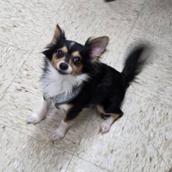 Chihuahua Dogs Available for Adoption - Pip | PetCurious