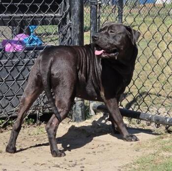Pit Bull Terrier and Mixed Breed Dogs Available for Adoption in Conway, South Carolina - Cole | PetCurious