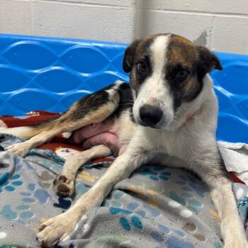 Flora -  Mixed Breed Dog Available for Adoption in Corpus Christi, Texas - Flora | PetCurious