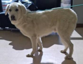 KINTO -  Great Pyrenees Dog for Adoption in Killeen, Texas - KINTO | PetCurious
