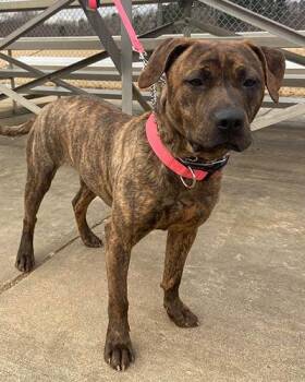 Fudge -  Retriever Dog for Adoption in Lake Wylie, South Carolina - Fudge | PetCurious