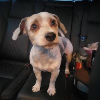 Max -  Yorkshire Terrier and Maltese Dog for Adoption in Monroe, Michigan - Max | PetCurious
