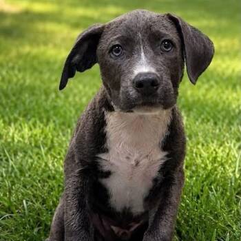 Onyx -  Labrador Retriever Dog for Adoption in Williston, Vermont - Onyx | PetCurious