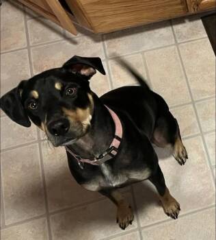 Louie -  Labrador Retriever Dog for Adoption in Thornton, Colorado - Louie | PetCurious