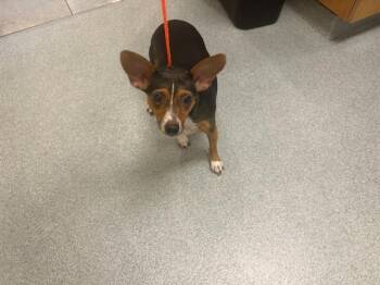 ANTONIA -  Fox Terrier and Mixed Breed Dog for Adoption in Tustin, California - ANTONIA | PetCurious