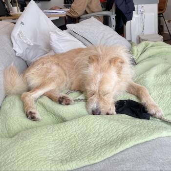 Scruffles -  Tibetan Terrier Dog for Adoption in Austin, Texas - Scruffles | PetCurious