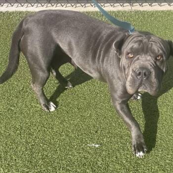 Rescue Shar Pei and Mixed Breed Dogs for Adoption in Wichita, Kansas - Squish | PetCurious