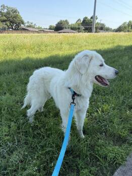 Bobby -  Great Pyrenees Dog for Adoption in Garland, Texas - Bobby | PetCurious