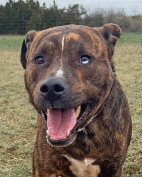 Rescue Mixed Breed Dogs for Adoption in Leander, Texas - Beast | PetCurious