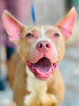 Rescue Only- AC-5103 "Millie" -  Pit Bull Terrier Dog for Adoption in Conyers, Georgia - Rescue Only- AC-5103 "Millie" | PetCurious