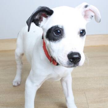 Richard D71493 -  Pit Bull Terrier and Labrador Retriever Dog for Adoption in Minnetonka, Minnesota - Richard D71493 | PetCurious