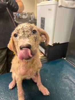 Fishstick -  Mixed Breed Dog for Adoption in Mobile, Alabama - Fishstick | PetCurious