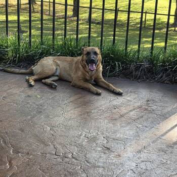 Alfie -  Shepherd and Mixed Breed Dog for Adoption in Tulsa, Oklahoma - Alfie | PetCurious