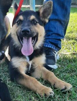 Purple -  Australian Cattle Dog Blue Heeler and German Shepherd Dog Dog for Adoption in Santa Paula, California - Purple | PetCurious