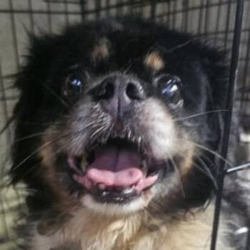 Rescue Shih Tzu Dogs for Adoption in San Juan, San Juan - Betty | PetCurious