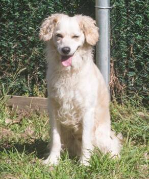 Rescue Spaniel Dogs for Adoption in Elmwood Park, New Jersey - Jake | PetCurious