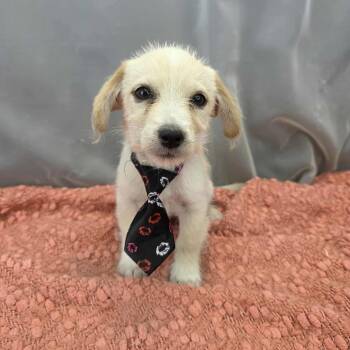 Chihuahua and Pomeranian Dogs Available for Adoption in Foley, Alabama - Kamikaze | PetCurious