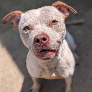 Sir -  Pit Bull Terrier Dog for Adoption in Riverwoods, Illinois - Sir | PetCurious