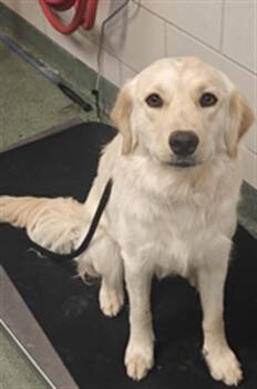 A176216 -  Mixed Breed Dog for Adoption in Santa Fe, New Mexico - A176216 | PetCurious