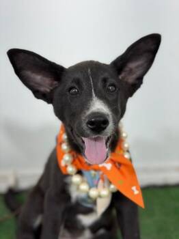 Sweetie-One of our Amazing Rescue Dogs -  Australian Kelpie and Basenji Dog for Adoption in Carlsbad, California - Sweetie-One Of Our Amazing Rescue Dogs | PetCurious