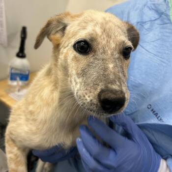 Pokemon -  Mixed Breed Dog for Adoption in Park City, Utah - Pokemon | PetCurious