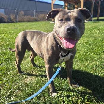 Kahlifa -  Pit Bull Terrier Dog for Adoption in Champaign, Illinois - Kahlifa | PetCurious