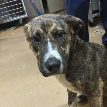 Ember -  Mixed Breed Dog for Adoption in Gadsden, Alabama - Ember | PetCurious