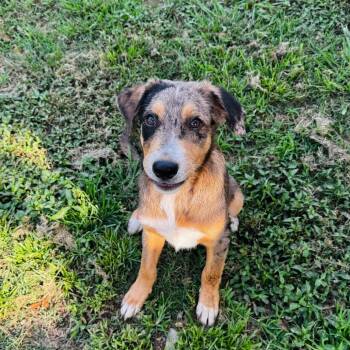 Sawyer -  Australian Shepherd and Mixed Breed Dog for Adoption in Brownsboro, Alabama - Sawyer | PetCurious