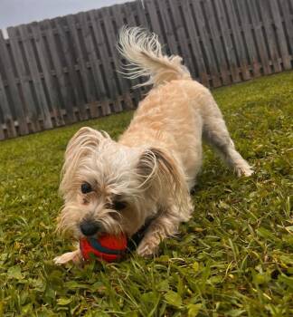 Terrier Dogs Available for Adoption in Palm City, Florida - MILLY | PetCurious