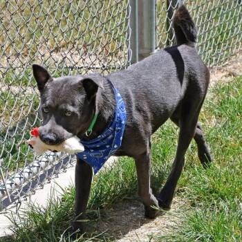 Sterling A-143175 -  Blue Lacy Dog for Adoption in Silsbee, Texas - Sterling A-143175 | PetCurious