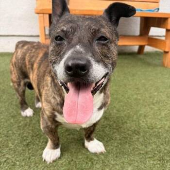 Mixed Breed Dogs Available for Adoption in Long Beach, California - Hachi | PetCurious