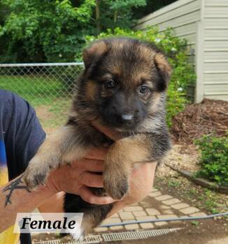 Lucy -  German Shepherd Dog Dog for Adoption in West Palm Beach, Florida - Lucy | PetCurious