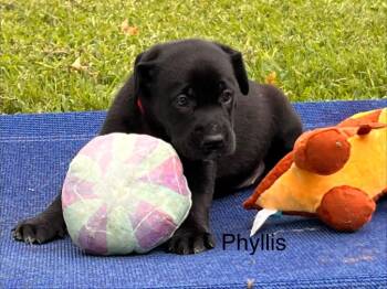 Phyllis -  Labrador Retriever and Pit Bull Terrier Dog for Adoption in Valley Park, Oklahoma - Phyllis | PetCurious