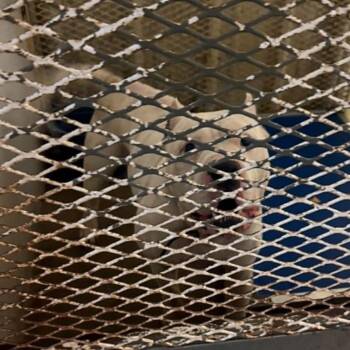 Cain -  Pit Bull Terrier Dog for Adoption in Stephenville, Texas - Cain | PetCurious