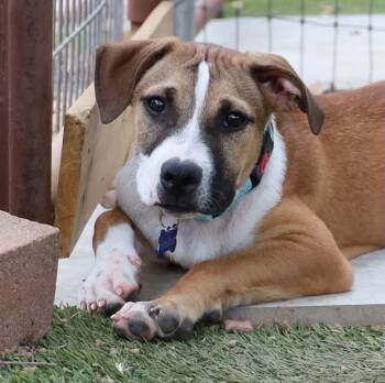 Rigby -  Hound Dog for Adoption in Southlake, Texas - Rigby | PetCurious